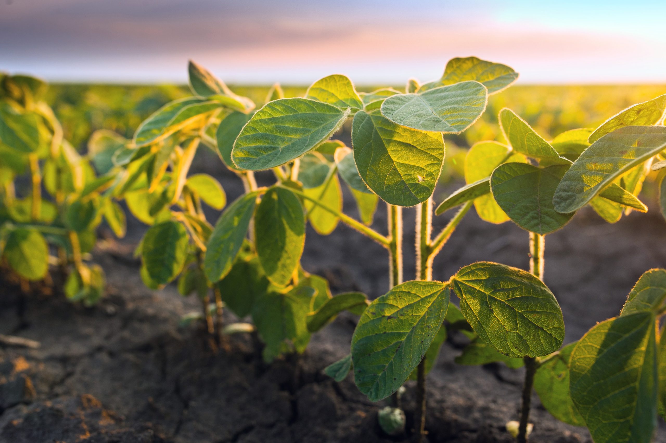 Advances in Legumes for Sustainable Intensification